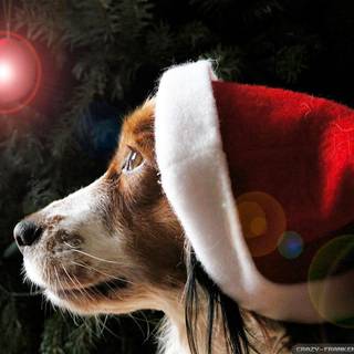 Christmas dog pictures wallpaper
