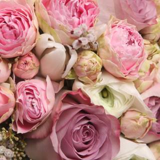 Romantic beauty wallpaper