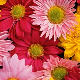 4k flower iPhone X wallpaper
