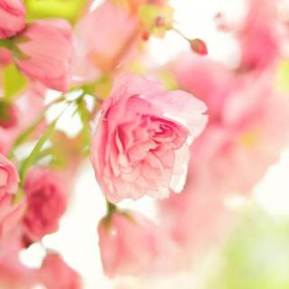 4k flower iPhone X wallpaper