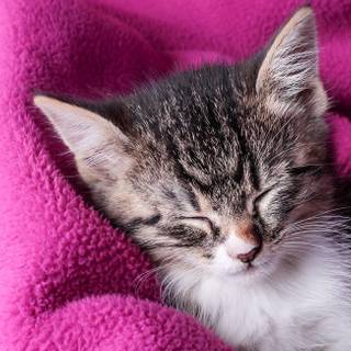 White kitten sleeping wallpaper