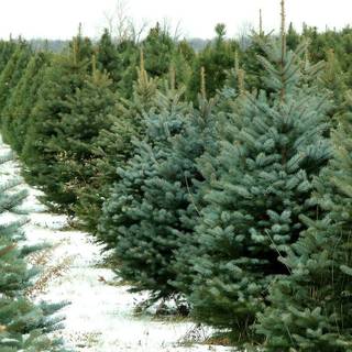 Christmas tree farm wallpaper
