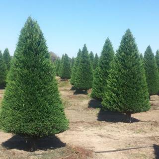 Christmas tree farm wallpaper