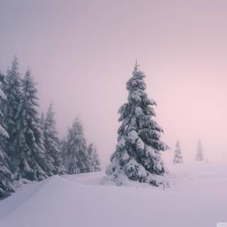 Nice winter photos wallpaper