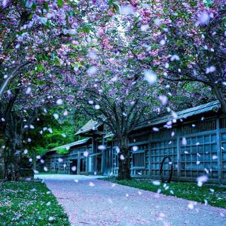 HD winter nature wallpaper