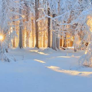 HD winter nature wallpaper