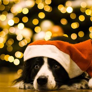 Christmas dog light wallpaper