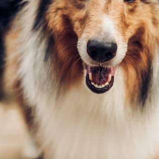 Rough Collie dogs wallpaper