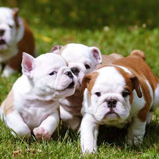 Baby Bulldogs wallpaper