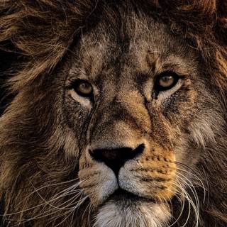 Lion HD face iPhone wallpaper