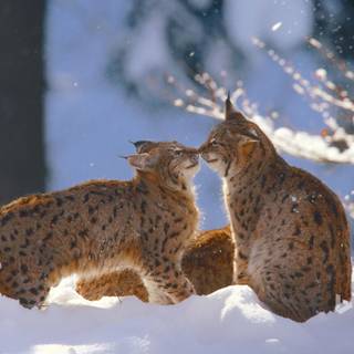 Bavarian Forest National Park wallpaper