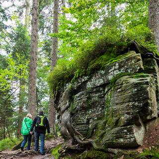 Bavarian Forest National Park wallpaper