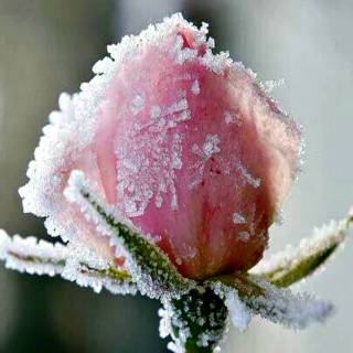 Frozen rose wallpaper