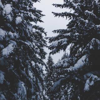 Spruce with snow wallpaper