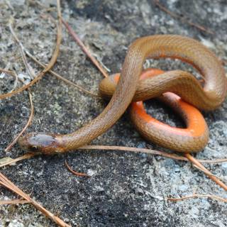 Baby snakes wallpaper