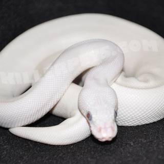 Baby snakes wallpaper