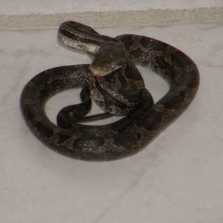 Baby snakes wallpaper