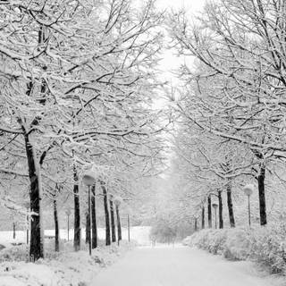 Winter scenes outside wallpaper