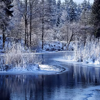 Winter nature afternoon wallpaper