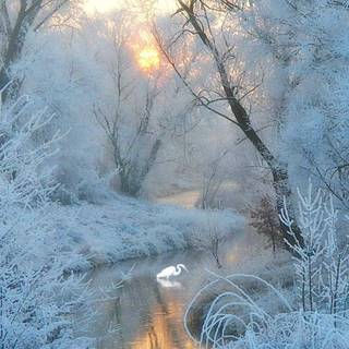 Winter nature afternoon wallpaper