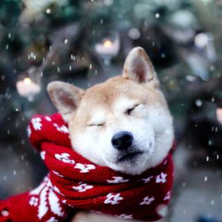 Cute dog Christmas desktop wallpaper