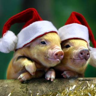 Pigs Christmas wallpaper