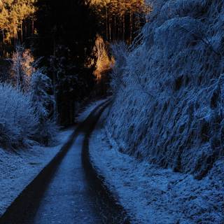 Winter path wallpaper