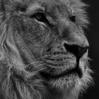 Black lion iPhone wallpaper