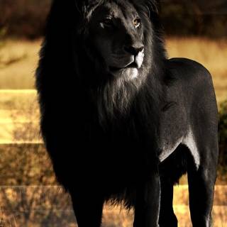 Black lion iPhone wallpaper