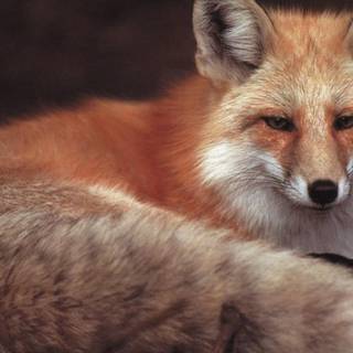 Cats and foxs wallpaper