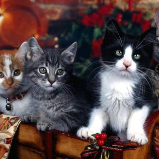 Christmas cats desktop wallpaper