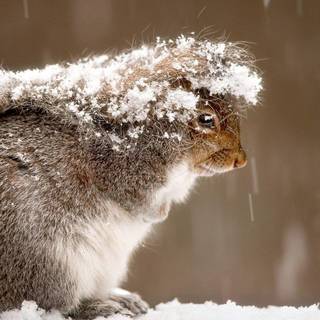 Animals in winter wallpaper