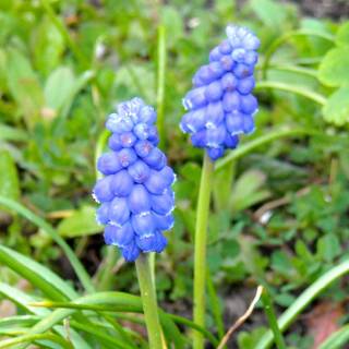 Grape Hyacinth wallpaper
