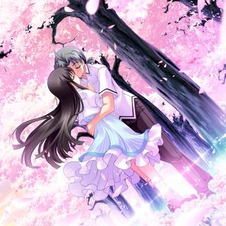 Anime Cherry Blossom couple Hd wallpaper