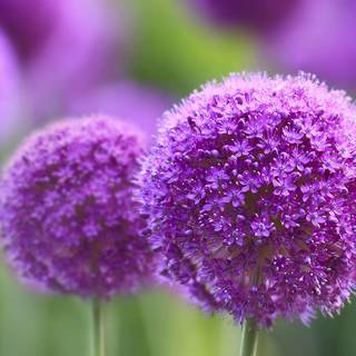 Most beautiful Android wallpaper