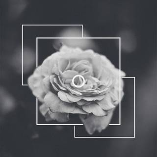 Aesthetic dark rose wallpaper