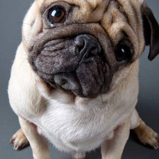 Cute Pug iPhone wallpaper