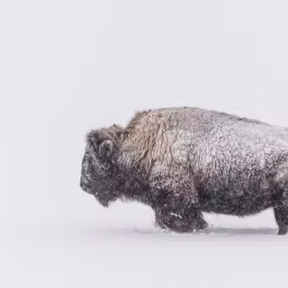 Winter bison wallpaper
