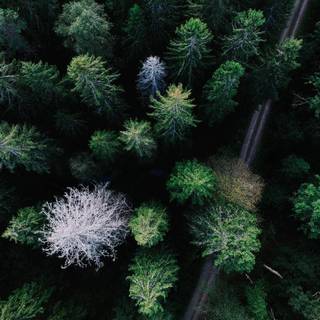 Forest aerial view 4k wallpaper