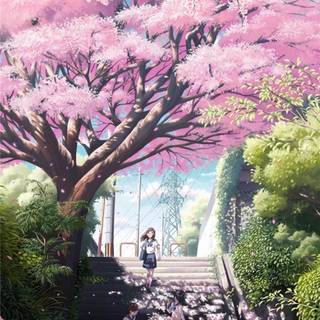 Anime cherry trees wallpaper