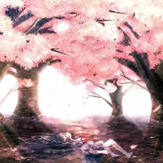 Anime cherry trees wallpaper