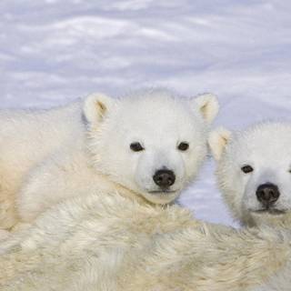 Cute baby polar bears wallpaper