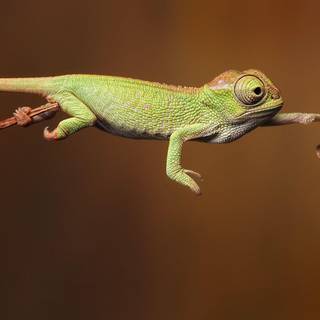Baby chameleons wallpaper