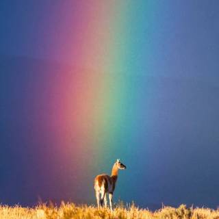 Nature iPhone wallpaper