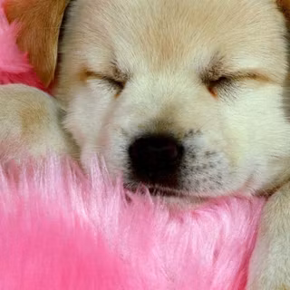 Cute puppies phone wallpaper