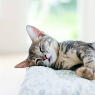 Cat nap wallpaper