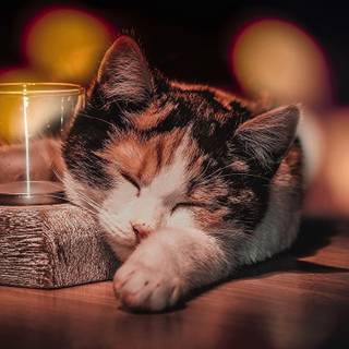 Cat nap wallpaper