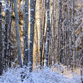 Winter trees wallpaper