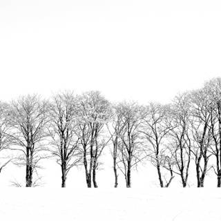 Leafless tree winter wallpaper