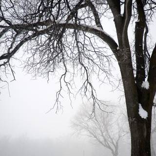 Leafless tree winter wallpaper